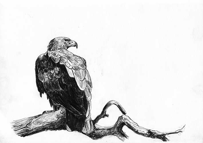 Aigle royale