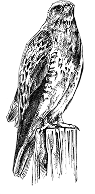 oiseaux